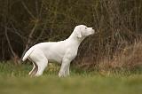 DOGUE ARGENTIN 120